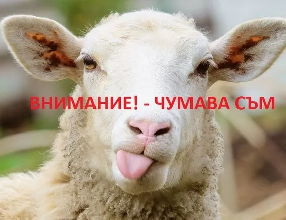 6 идеи за занимания по време на чума