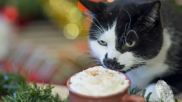 Наръчник за начинаещи коткари: Winter edition