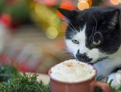 Наръчник за начинаещи коткари: Winter edition