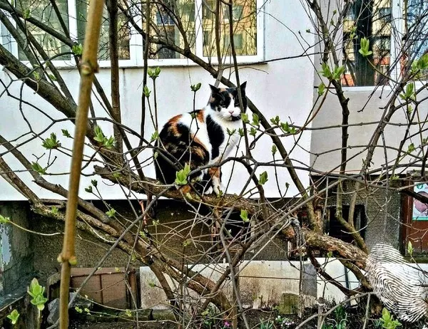 котка на едно дърво