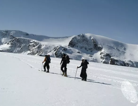 Бялата пъртина