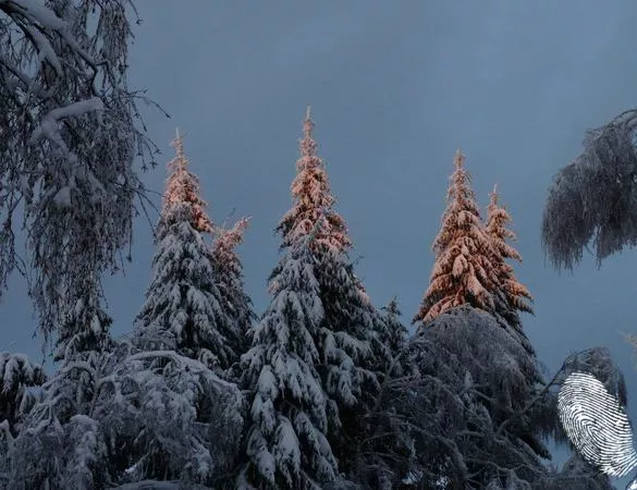 Конкурсна програма