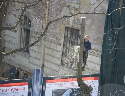 Секат кестените по Патриарха