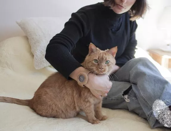 Котка на каишка