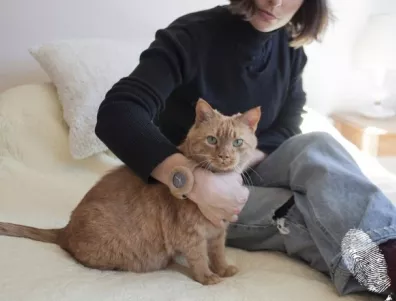 Котка на каишка