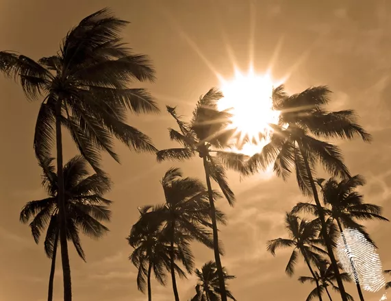 Tropical Beats