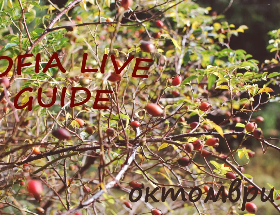 Sofia Live Guide