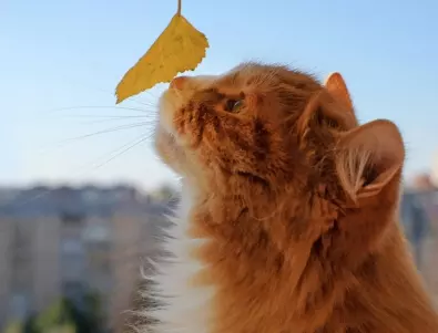 Вижте защо котките всъщност мъркат